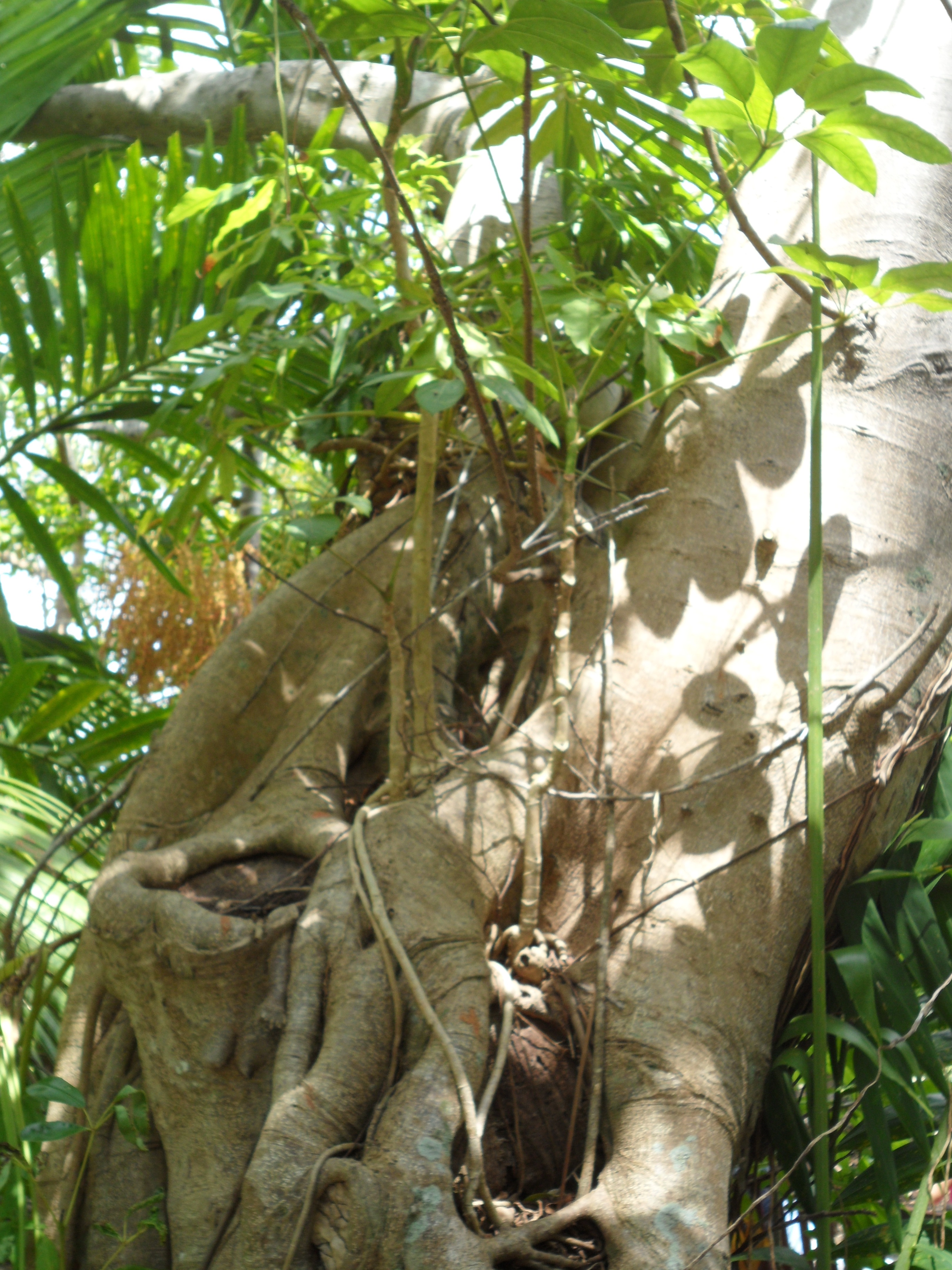 Lush tropical gardens and palm trees at Garden of the Groves botanical garden on Grand Bahama for Freeport nature shore excursions